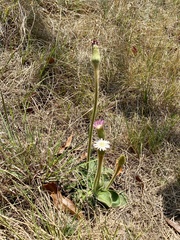 Gerbera viridifolia