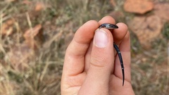 Panaspis wahlbergii