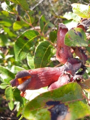 Baizongia pistaciae