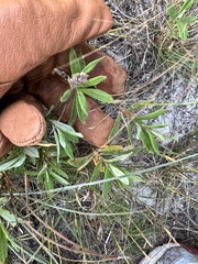 Crocanthemum corymbosum