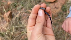Panaspis wahlbergii