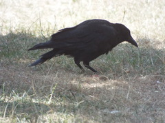Corvus corone