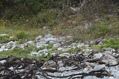 Charadrius marginatus