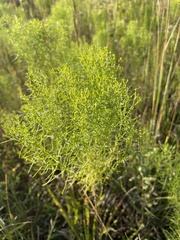Euthamia leptocephala