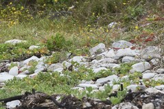 Charadrius marginatus
