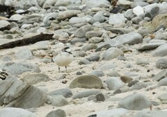 Charadrius marginatus