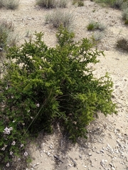Condalia microphylla
