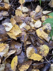 Macrotyphula fistulosa