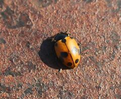 Hippodamia variegata
