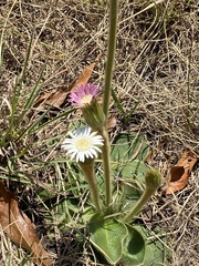 Gerbera viridifolia