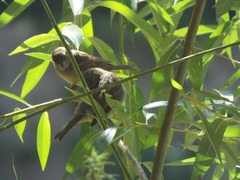Passer domesticus