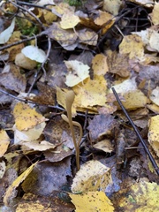 Macrotyphula fistulosa