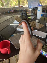 Archispirostreptus gigas