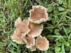 Hohenbuehelia petaloides