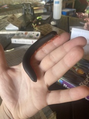 Archispirostreptus gigas