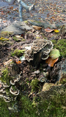 Auricularia mesenterica