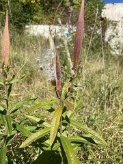 Asclepias tuberosa