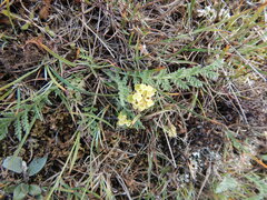 Chrysosplenium tetrandrum