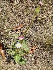 Gerbera viridifolia