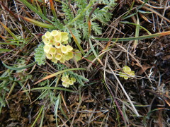 Chrysosplenium tetrandrum