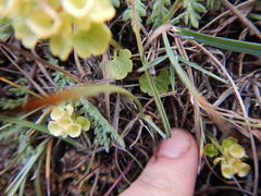 Chrysosplenium tetrandrum