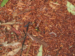 Delta unguiculatum