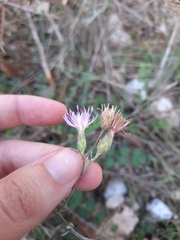 Centaurea aristata