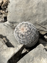 Echinocereus reichenbachii caespitosus
