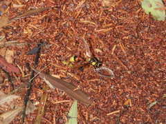 Delta unguiculatum