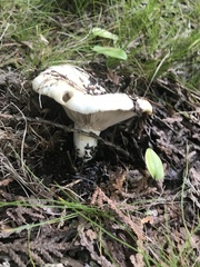 Russula brevipes