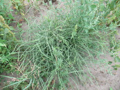 Salsola collina