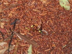 Delta unguiculatum