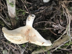 Russula brevipes
