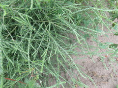 Salsola collina
