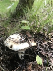 Russula brevipes