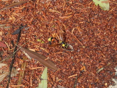 Delta unguiculatum