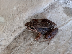 Leptodactylus notoaktites