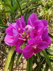 Vanda