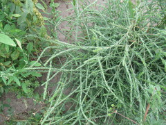 Salsola collina