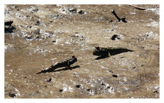 Periophthalmus argentilineatus