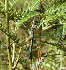 Hemicordulia tau