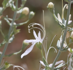Teucrium racemosum