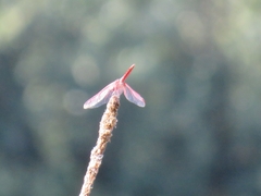 Crocothemis erythraea