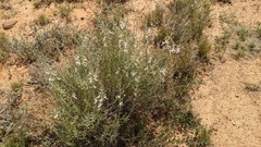 Teucrium racemosum