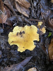 Cantharellus cibarius