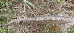 Vipera aspis
