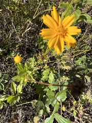 Coreopsis pubescens