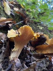 Cantharellus cibarius