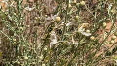 Teucrium racemosum