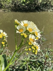 Senecio bonariensis